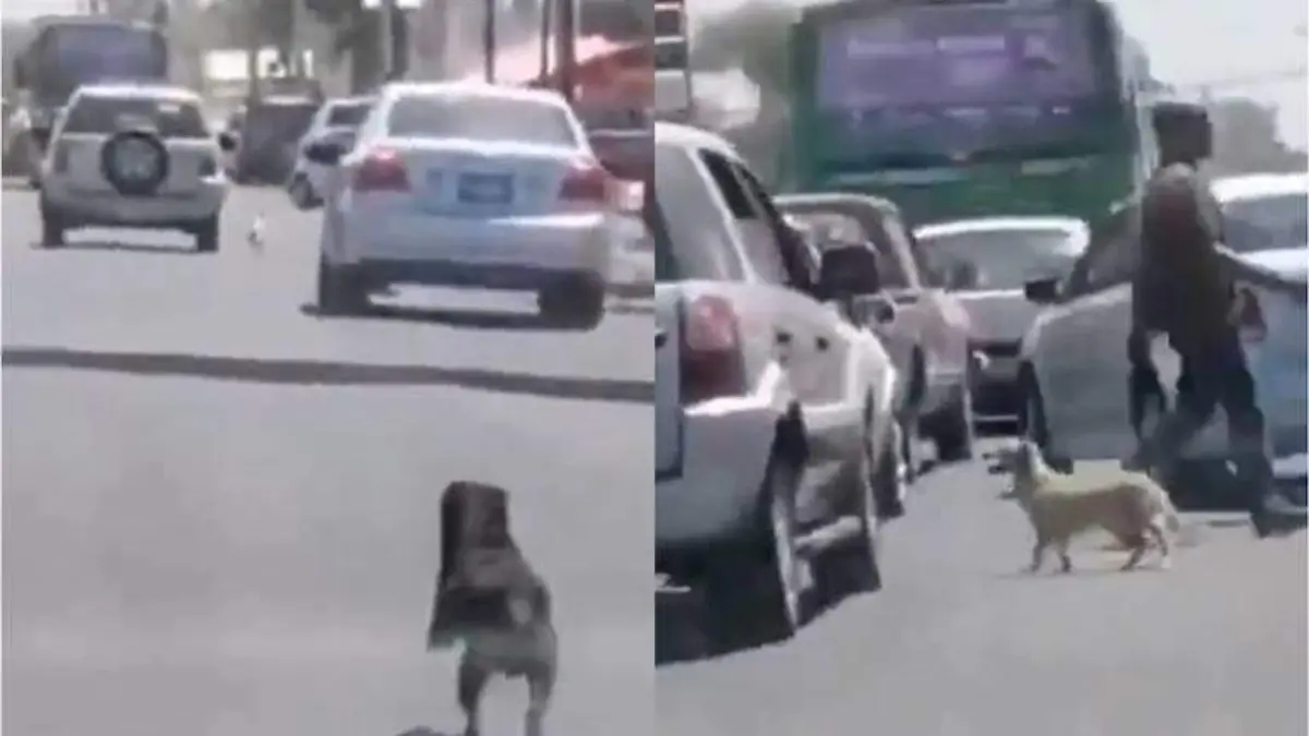 Capta momento en que familia abandona a sus perritos en la calle